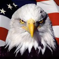 A bald eagle with an american flag behind it.